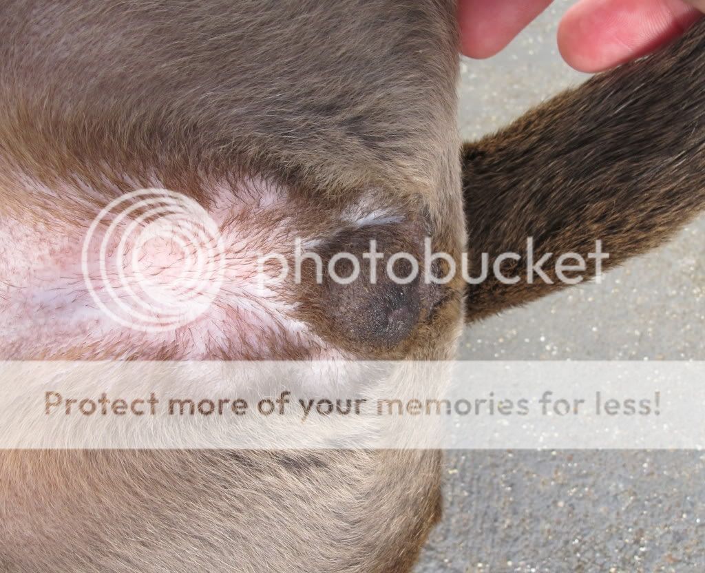 Inverted Vulva? Health / Nutrition / Grooming Dogz Online Forums